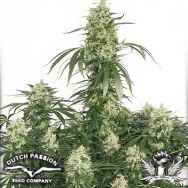 Dutch Passion Seeds The Ultimate